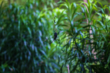 Spider Nephila inaurata on Reunion Island hanging on its web