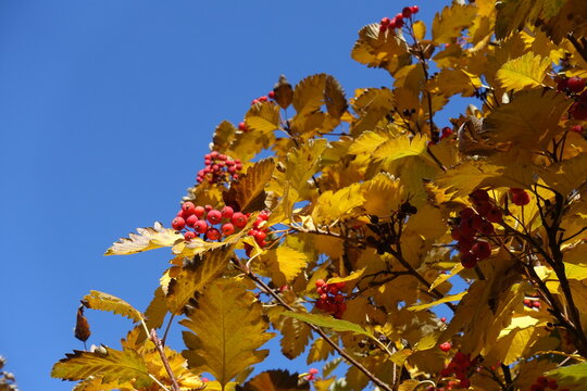Brown and yellow leafage and red fruits of Sorbus aria against blue sky in mid October