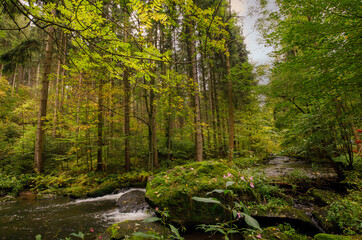 Wald farbig wandern Bachlauf sonne