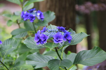 特徴的な花弁のガクアジサイ