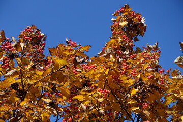 Deep blue sky and branches of Sorbus aria with fruits in mid October