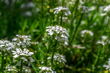 Steinkraut Nahaufnahme