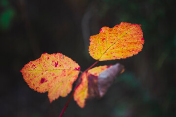 Detail of orange leaves in the forest during autumn