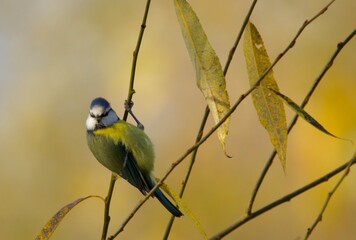 Herbst 