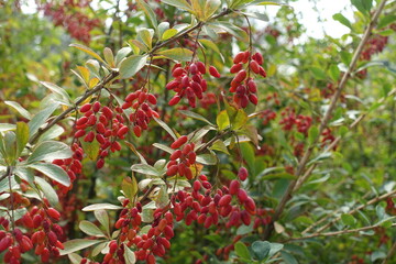 Dark red berries of Berberis vulgaris in September