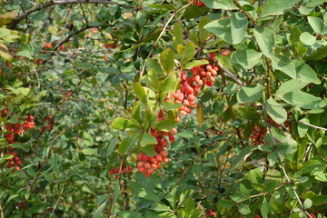 Dozens of red berries of Berberis vulgaris in mid September