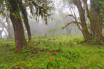 naturaleza selva follaje arbol neblina paisaje