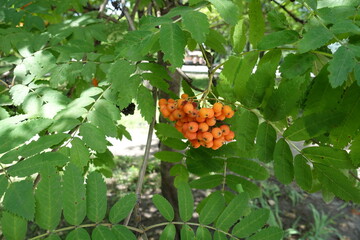 Corymb of orange berries of rowan in July
