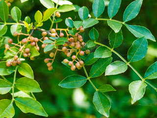 Japanisches Gelbholz oder Szechuanpfeffer (zanthoxylum bungeanum) mit unreife grünlich-gelbe Früchte zwischen Blättern mit aromatish duftenden