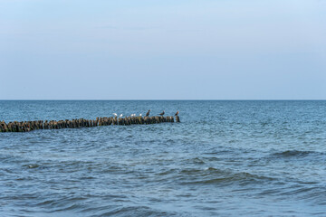Fototapeta na wymiar Panorama of the blue Baltic sea with blue sky and seagulls.