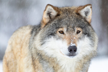 Naklejka na ściany i meble Close-up portrait of a beautiful wolf in the cold winter