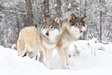  Two beautiful wolves in cold snowy winter landscape © kjekol