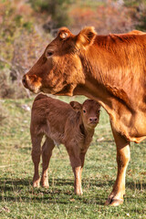 Newborn cow calf next to its mother