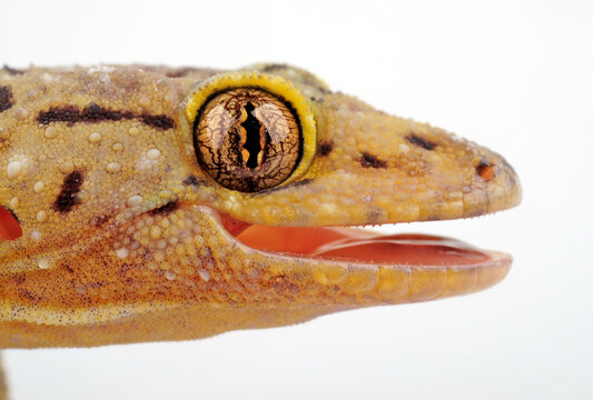 Afrikanischer Hausgecko // African House gecko (Hemidactylus mabouia, Hemidactylus benguellensis)