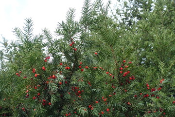 Bright red berries in the leafage of yew in November