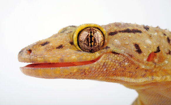 Afrikanischer Hausgecko // African House gecko (Hemidactylus mabouia)