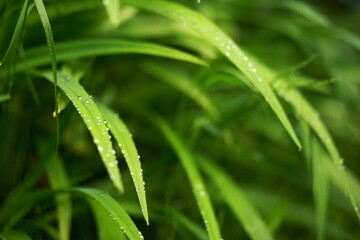 Fototapeta na wymiar Meadow grass and weeds, dew and raindrops sparkling in the sun. Close-up, blurred background.