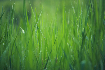 Meadow grass and weeds, dew and raindrops sparkling in the sun. Close-up, blurred background.