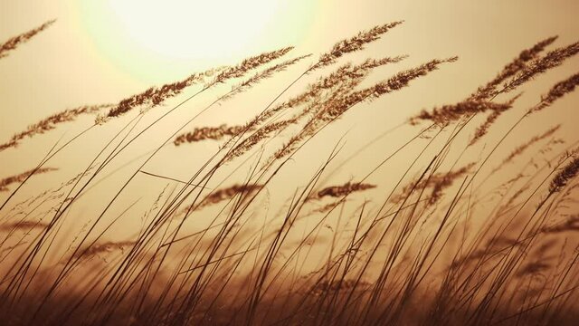 grass silhouette at sunset. ears of wild grass a silhouette evening nature sunlight background concept. field in the park. wind sway grass silhouette landscape