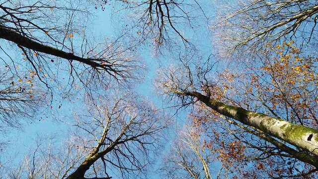 Bois foret automne automnal ch&ecirc;ne ciel
