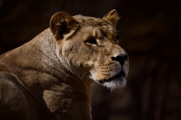 Fototapeta na wymiar Lion Queen 