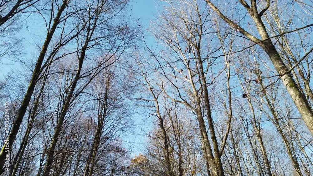 Poster Bois foret automne automnal chêne ciel