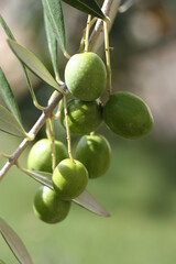 Olive
