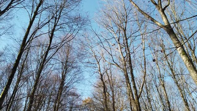 Bois foret automne automnal ch&ecirc;ne ciel