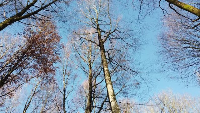 Bois foret automne automnal ch&ecirc;ne ciel