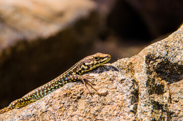 Lizard on granite stone in sunlight