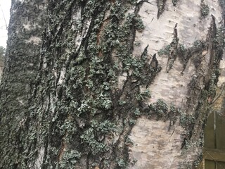 Massive trunk of white birch overgrown with moss
For the trunk of a white birch. White bark is combined with black. Moss grows on the trunk. Wood texture, background, bark, substrate.