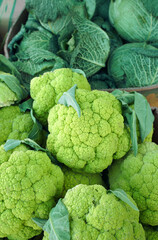 fresh green cauliflower and  savoy cabbage for food texture