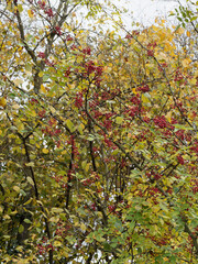 (zanthoxylum bungeanum oder piperitum) Szechuanpfeffer oder Pfefferstrauch genannt mit leuchtend roten Früchte oder kugeligen Beeren im September
