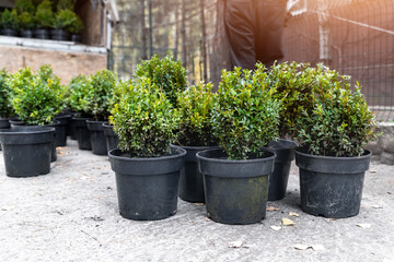 Many small plastic pots with fresh evergreen buxus boxwood bushes prepared for planting at ornamental garden along house path. Seasonal plant transplantation. Gardener with shovel dig soil background