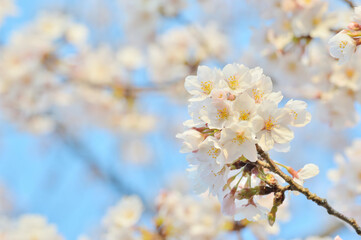 桜