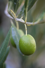 Olive