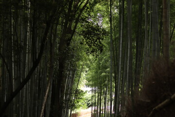 Obraz premium 竹林