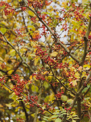 (zanthoxylum bungeanum) Japanisches Gelbholz oder Szechuanpfeffer. Dorniger Strauch mit hellrötlichen feinhöckrigen Balgfrüchte ausgereift und mit bronzefarbig Herbstfärbung Laubblätter 