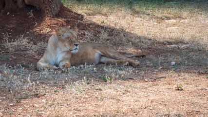 Fototapeta na wymiar Animals from the Fasano safari zoo. Puglia