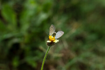 Two bufferfly having sex on yellow flower