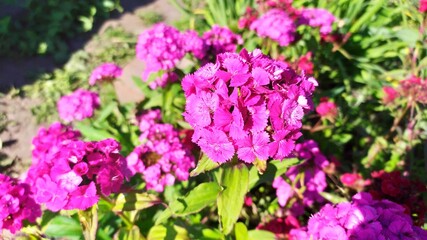 flowers in the garden