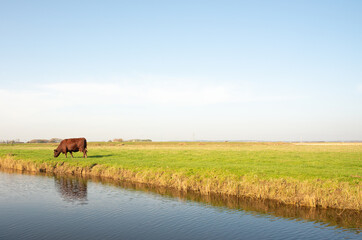 Brown cows grazing on grassland next to a stream ,with a clear blue sky above, at Fairfield in...