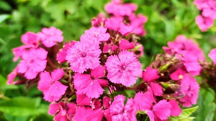 pink flowers in the garden