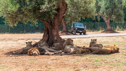 Animals from the Fasano safari zoo. Puglia