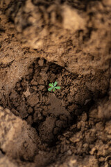 Small green plant growing alone in dust