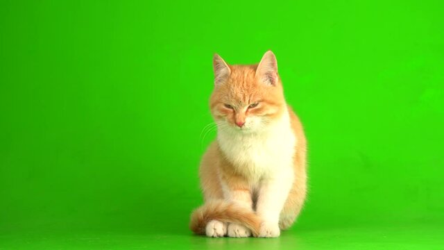 Red cat kitten on a green screen background.