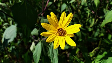 yellow flower