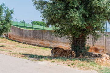 Animals from the Fasano safari zoo. Puglia