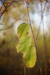 Three green leaves hang on a branch in autumnal forest.