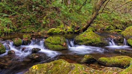 small creek running through thick and dense forest with moss covered rocks